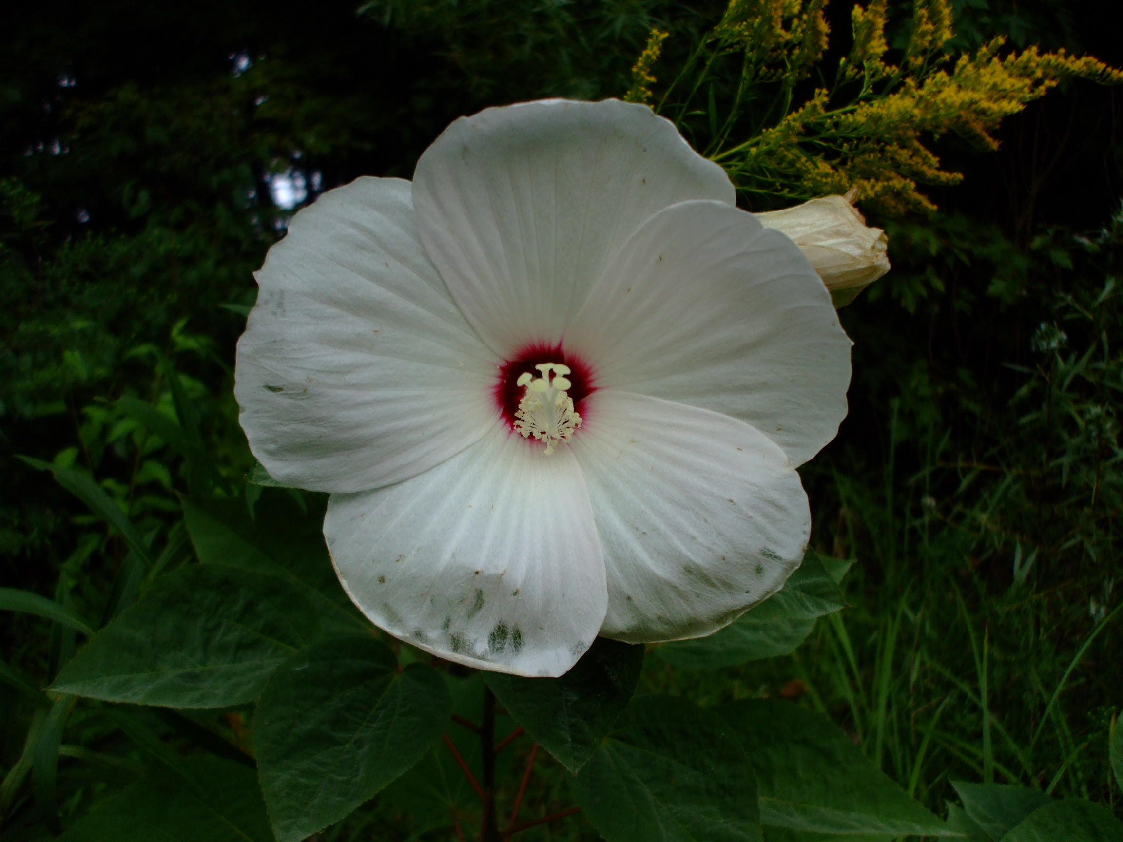 Hibiscus lasiocarpos